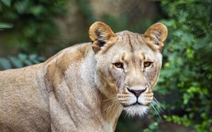 Preview wallpaper lioness, predator, big cat, grass, blur