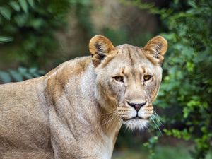 Preview wallpaper lioness, predator, big cat, grass, blur