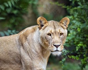 Preview wallpaper lioness, predator, big cat, grass, blur