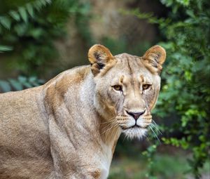 Preview wallpaper lioness, predator, big cat, grass, blur