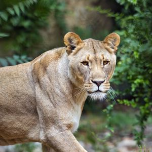 Preview wallpaper lioness, predator, big cat, grass, blur