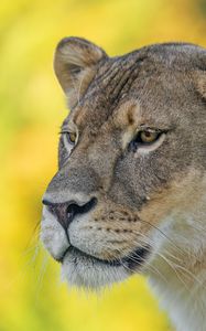 Preview wallpaper lioness, predator, big cat, wild, animal, head