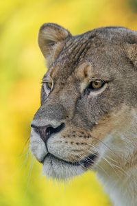 Preview wallpaper lioness, predator, big cat, wild, animal, head