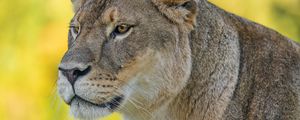 Preview wallpaper lioness, predator, big cat, wild, animal, head