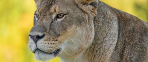 Preview wallpaper lioness, predator, big cat, wild, animal, head