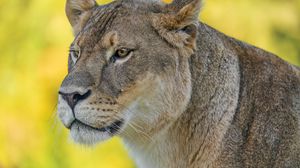 Preview wallpaper lioness, predator, big cat, wild, animal, head