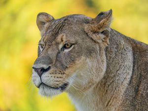 Preview wallpaper lioness, predator, big cat, wild, animal, head