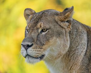 Preview wallpaper lioness, predator, big cat, wild, animal, head