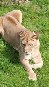 Preview wallpaper lioness, predator, big cat, lying, grass