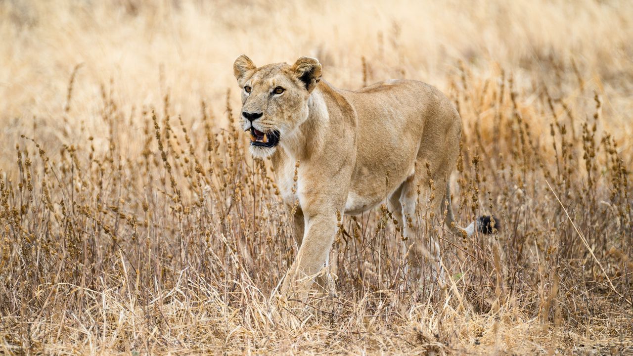 Wallpaper lioness, predator, big cat, wildlife, grass