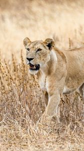 Preview wallpaper lioness, predator, big cat, wildlife, grass