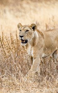 Preview wallpaper lioness, predator, big cat, wildlife, grass