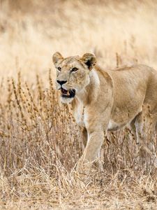 Preview wallpaper lioness, predator, big cat, wildlife, grass