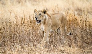 Preview wallpaper lioness, predator, big cat, wildlife, grass