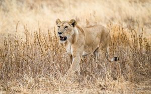 Preview wallpaper lioness, predator, big cat, wildlife, grass