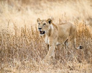 Preview wallpaper lioness, predator, big cat, wildlife, grass