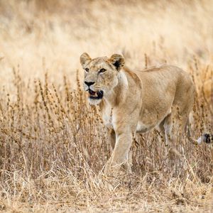 Preview wallpaper lioness, predator, big cat, wildlife, grass