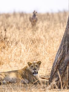 Preview wallpaper lioness, predator, big cat, savanna