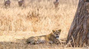 Preview wallpaper lioness, predator, big cat, savanna
