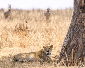 Preview wallpaper lioness, predator, big cat, savanna