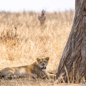 Preview wallpaper lioness, predator, big cat, savanna