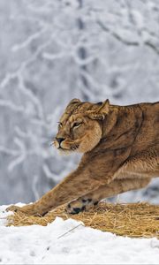 Preview wallpaper lioness, predator, big cat, pose, snow