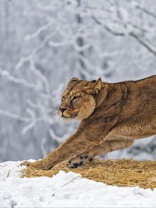 Preview wallpaper lioness, predator, big cat, pose, snow