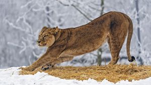 Preview wallpaper lioness, predator, big cat, pose, snow