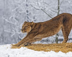 Preview wallpaper lioness, predator, big cat, pose, snow