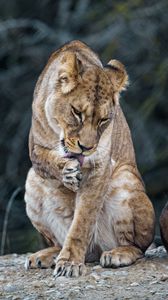 Preview wallpaper lioness, predator, big cat, protruding tongue