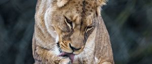 Preview wallpaper lioness, predator, big cat, protruding tongue