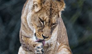 Preview wallpaper lioness, predator, big cat, protruding tongue
