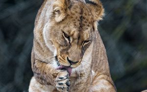 Preview wallpaper lioness, predator, big cat, protruding tongue