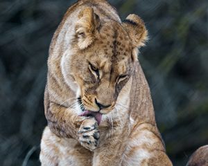 Preview wallpaper lioness, predator, big cat, protruding tongue