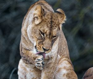 Preview wallpaper lioness, predator, big cat, protruding tongue