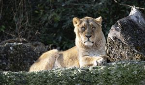 Preview wallpaper lioness, predator, big cat, glance, muzzle