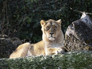 Preview wallpaper lioness, predator, big cat, glance, muzzle