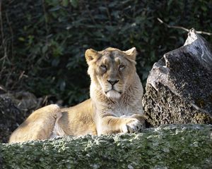 Preview wallpaper lioness, predator, big cat, glance, muzzle