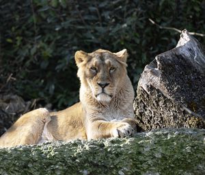 Preview wallpaper lioness, predator, big cat, glance, muzzle