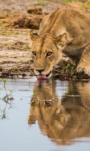 Preview wallpaper lioness, predator, big cat, protruding tongue, water