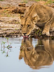 Preview wallpaper lioness, predator, big cat, protruding tongue, water