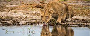 Preview wallpaper lioness, predator, big cat, protruding tongue, water