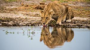 Preview wallpaper lioness, predator, big cat, protruding tongue, water