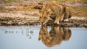 Preview wallpaper lioness, predator, big cat, protruding tongue, water