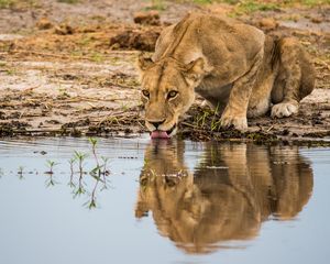 Preview wallpaper lioness, predator, big cat, protruding tongue, water