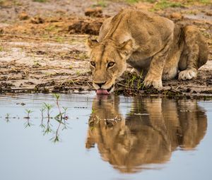 Preview wallpaper lioness, predator, big cat, protruding tongue, water