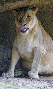 Preview wallpaper lioness, predator, big cat, glance, protruding tongue