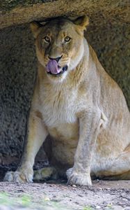 Preview wallpaper lioness, predator, big cat, glance, protruding tongue