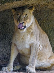 Preview wallpaper lioness, predator, big cat, glance, protruding tongue