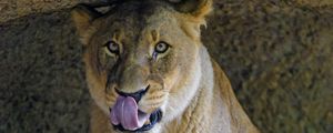 Preview wallpaper lioness, predator, big cat, glance, protruding tongue